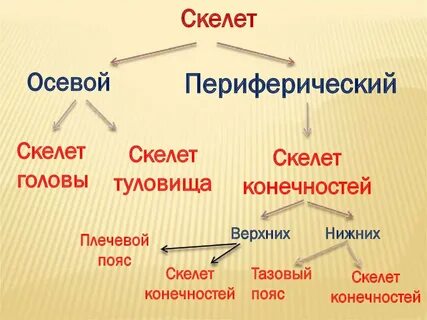 Скелет это в биологии