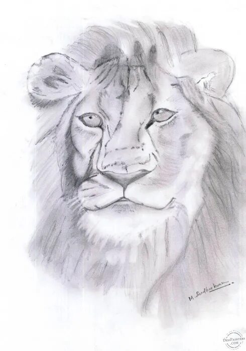 Няшные фото лева рисунок карандашом HOW TO DRAW A LION EINEN LÖWEN ZEICHNEN STERNZEICHEN SPEED DRAWING YouTu