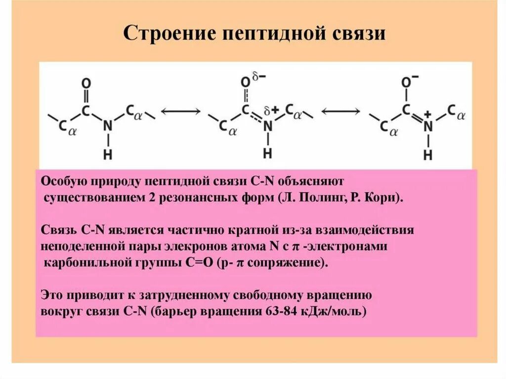 Синтез полипептида начинается с аминокислоты. Строение аминокислоты пептидная связь. пространственная структура пептидной связи.. принцип формирования пептидной связи. пространственное строение пептидов.