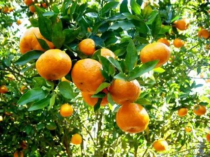 Murcott fruit