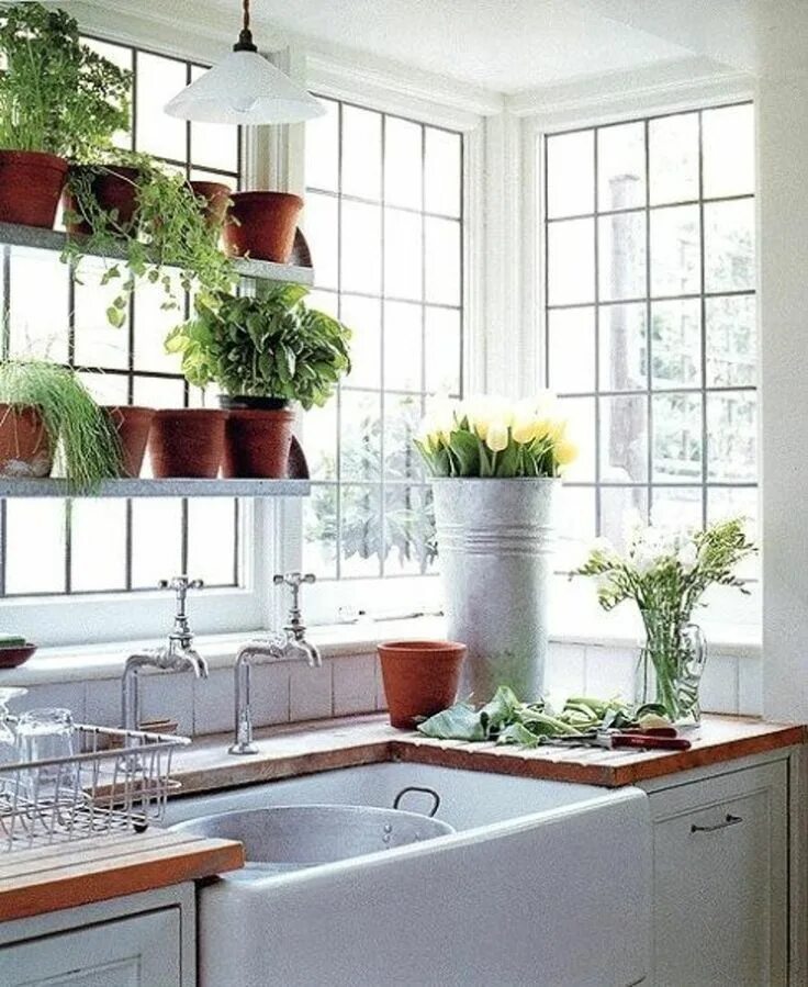 Лучшие растения для небольшой кухни Rental kitchen, Stylish kitchen, Kitchen des