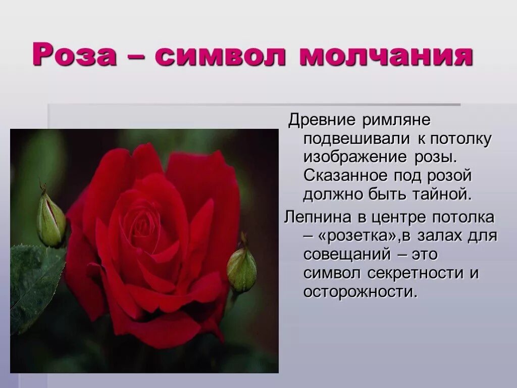 Что означают розы на языке цветов. Роза цветок символ любви. Розы значение цветов на языке цветов. Роза значение цветка. Две розы что значат.