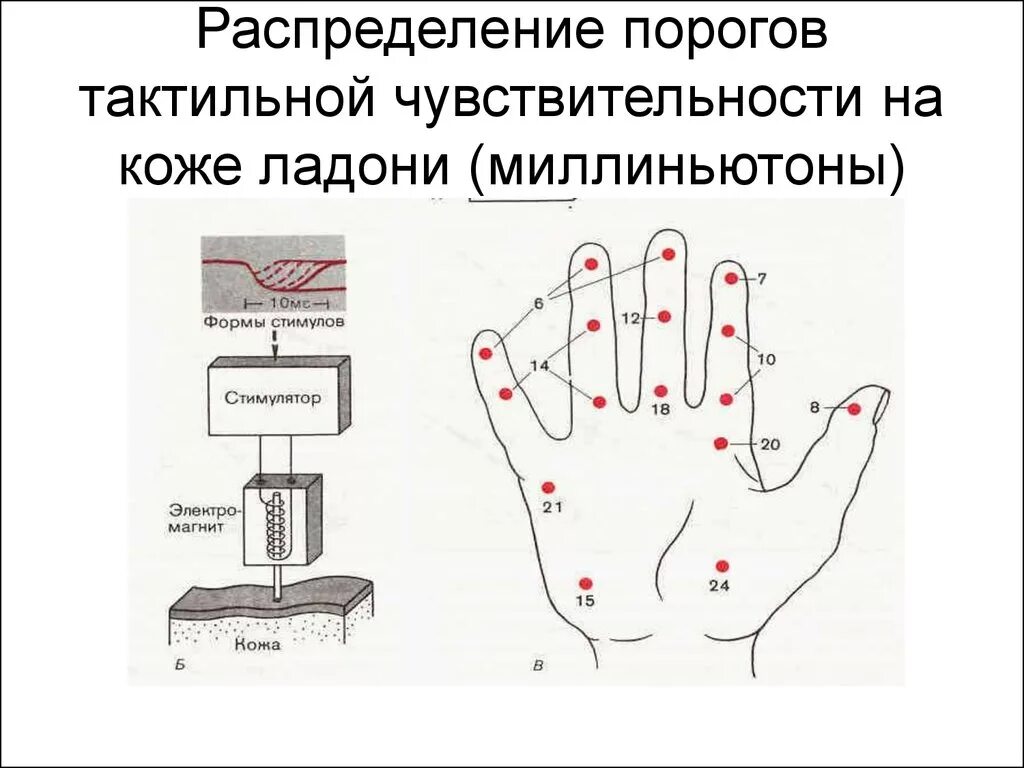 Тактильный анализатор температурный анализатор. Анализатор кожной чувствительности (тактильный)\. Пространственный порог тактильной чувствительности таблица. Таблица тактильной чувствительности.