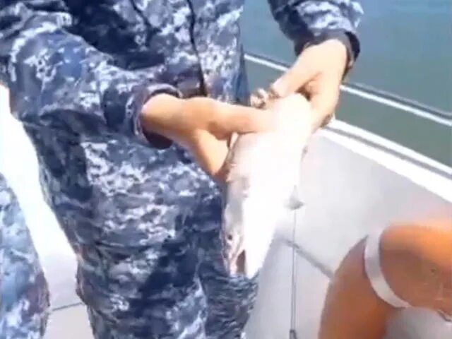 Запрет на ловлю рыбы с лодки. Фото пойманной рыбы. Вылов рыбы. Рыба в полицейской форме.