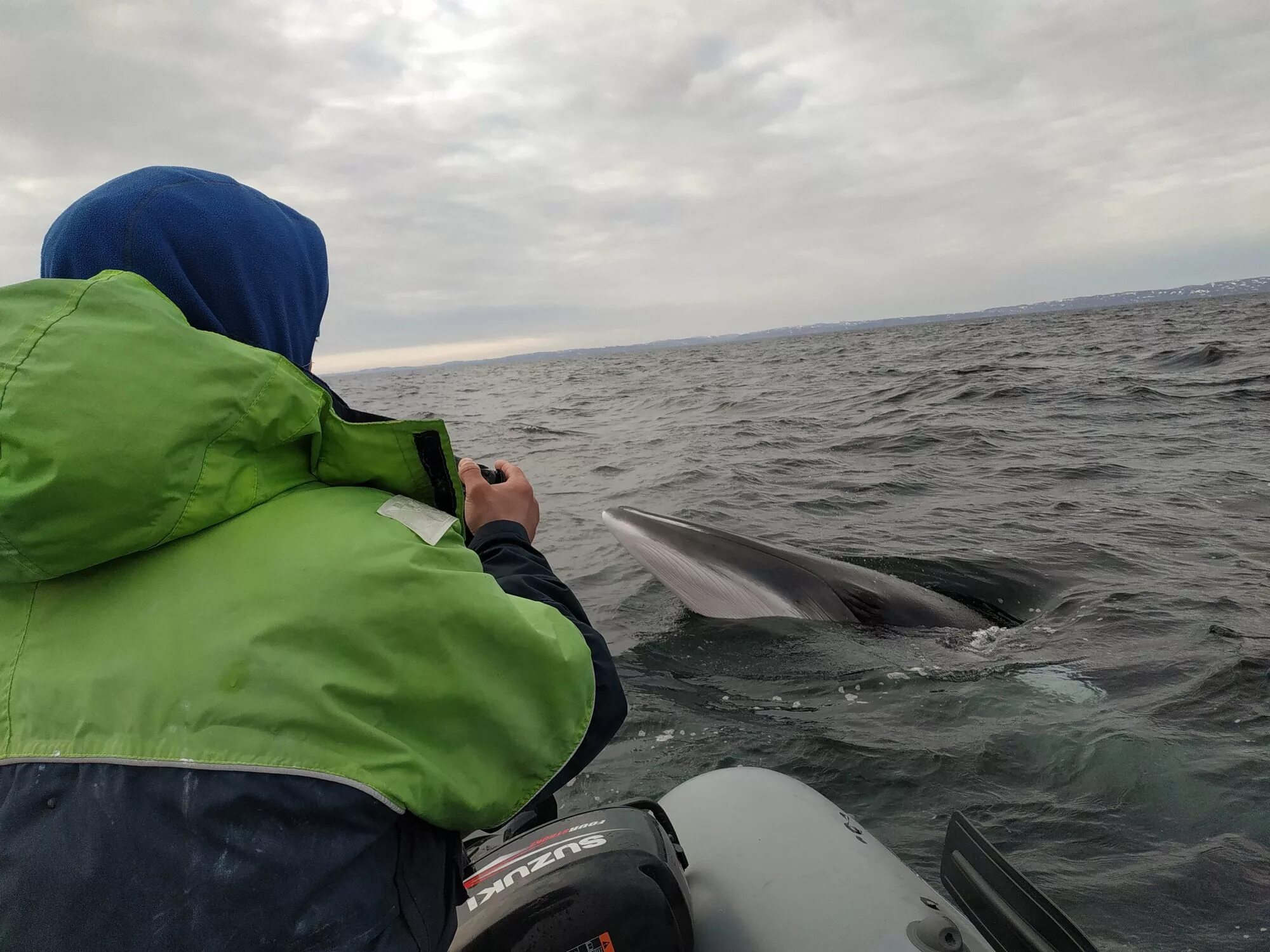 Спасение кита в баренцевом море. Кит полосатик в баренцевом море. териберка касатки киты. мурманск териберка киты. киты в баренцевом море териберка.