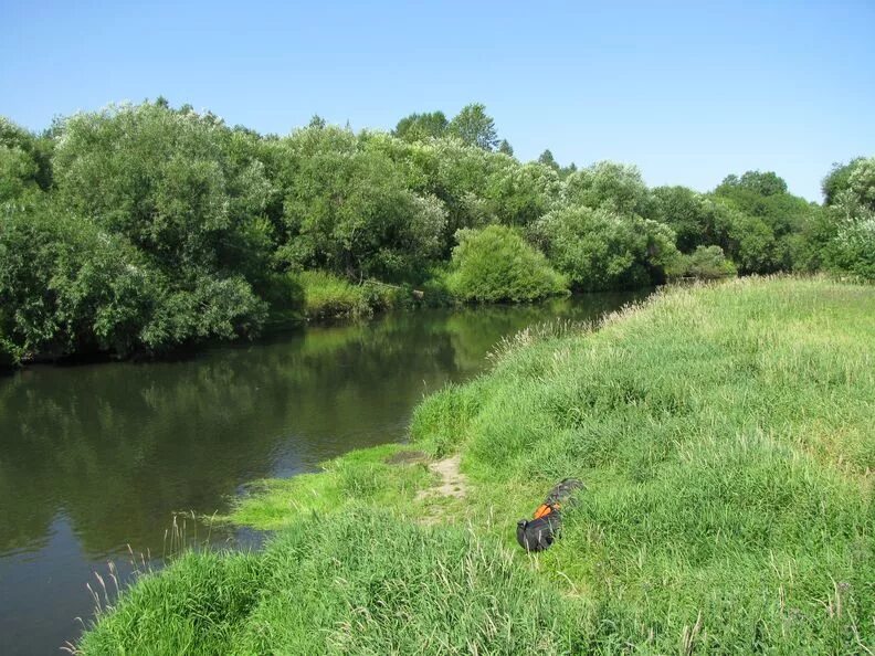 Цна приток мокши. Река цна сасово. Берег реки цна в сасово. Цна приток мокши. Котовск тамбовская область река цна.
