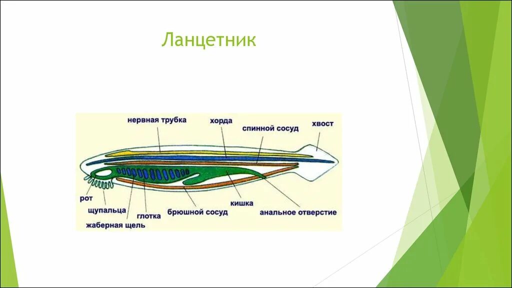 Глотка у хордовых