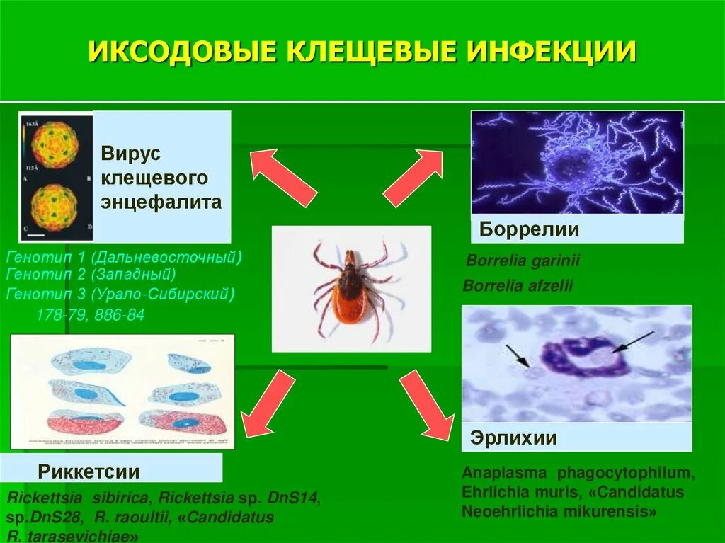 Иксодовые клещи инфекции. Клещевой энцефалит это вирусное заболевание. Профилактика клещевых инфекций. Клещевой энцефалит вид возбудителя.