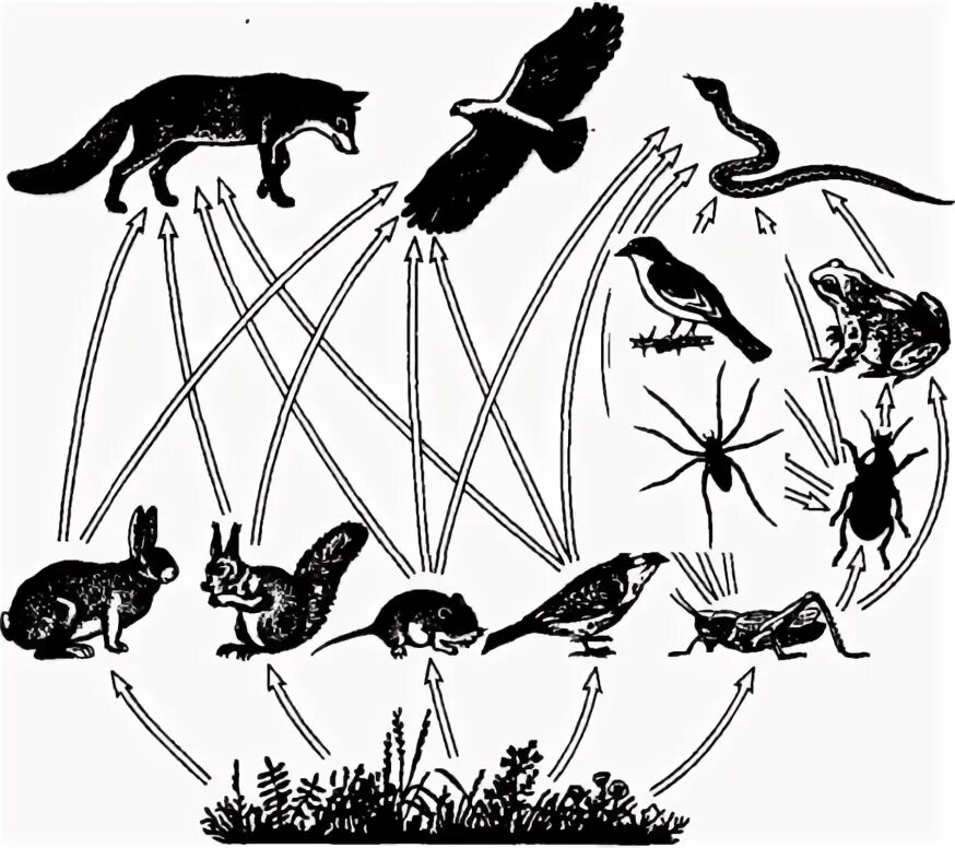 Чем отличается пищевая сеть от пищевой сети. Пищевые связи леса. Пищевая сеть в природе. Биогеоценоз леса пищевая сеть. Цепи питания.