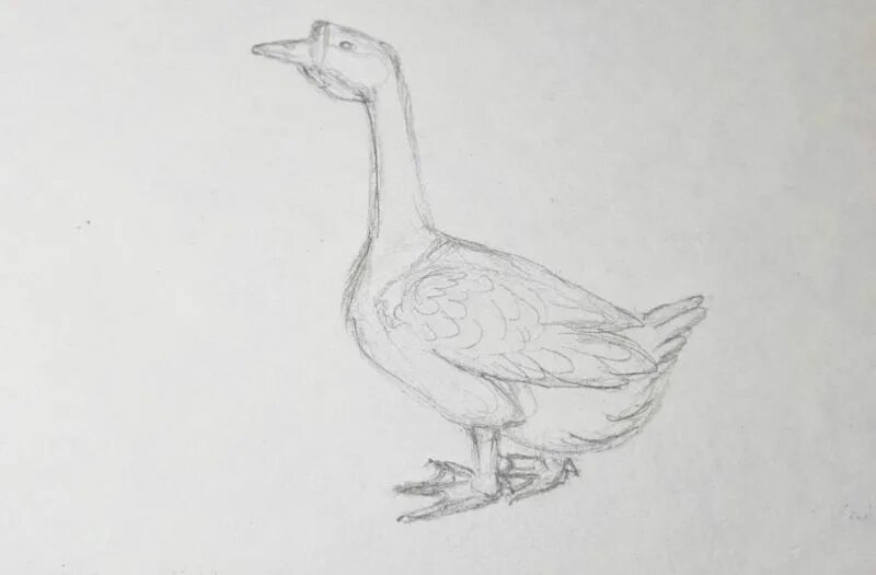 Поэтапное рисование гуся. Рисунок гуся 1 класс. Гусь нарисованный. Рисование гуся. Рисунок гуся карандашом для срисовки.