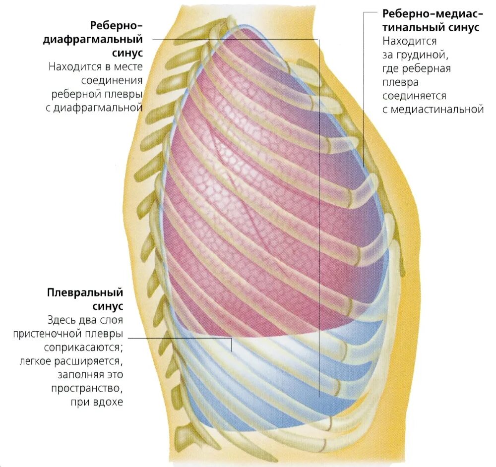 Субплевральные отделы легких. Реберно-диафрагмальный плевральный синус. Реберно диафрагмальный синус плевры. Синусы плевры анатомия. Задний реберно диафрагмальный синус.