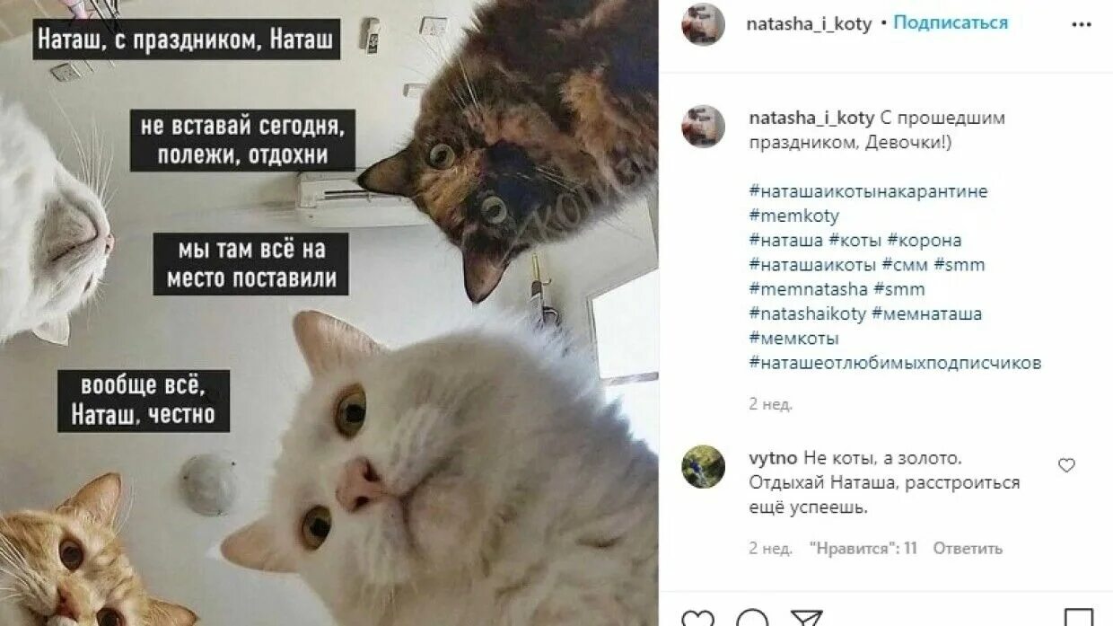 Там коты тут коты. Наташа мы все уронили. Наташа мы все уронили коты. Мем Наташа мы все уронили. Мем Наташа и коты оригинал.