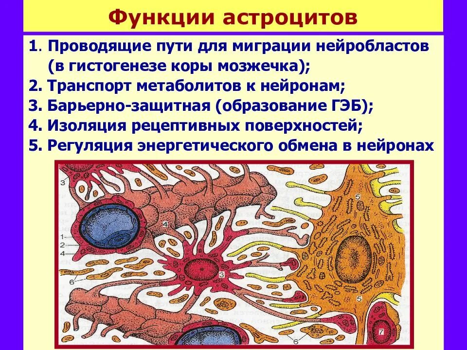 Протоплазматические и волокнистые астроциты. Фибриллярный астроцит функции. Фиброзные астроциты. Функции протоплазматических астроцитов.