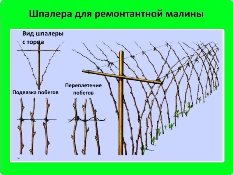 Как правильно ухаживать за малиной. Схема посадки ремонтантной малины. Подвязка ремонтантной малины. Подвязка ремонтантной малины на шпалере. Схема посадки малины на шпалере.