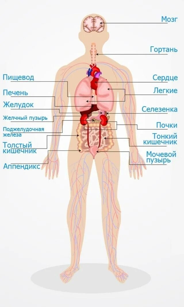 Какие органы находятся в теле