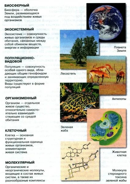 Значение животных в биосфере