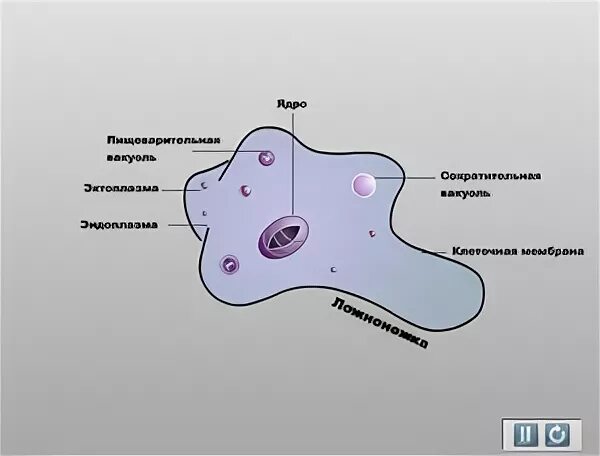 В чем заключается внутриклеточное пищеварение амебы