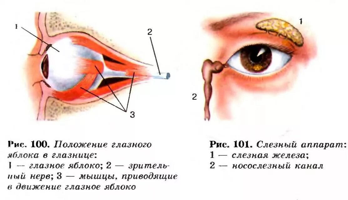 Расположение глазного яблока в глазнице черепа. Положение глазного яблока в глазнице рис 133. Положение глазного яблока в глазнице 8 класс. Рисунок положение глазного яблока в глазнице. Глазная впадина 6 букв