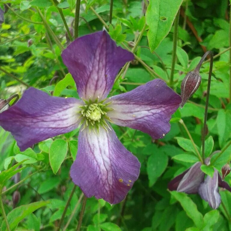 Clematis 'Étoile Violette' Suttons