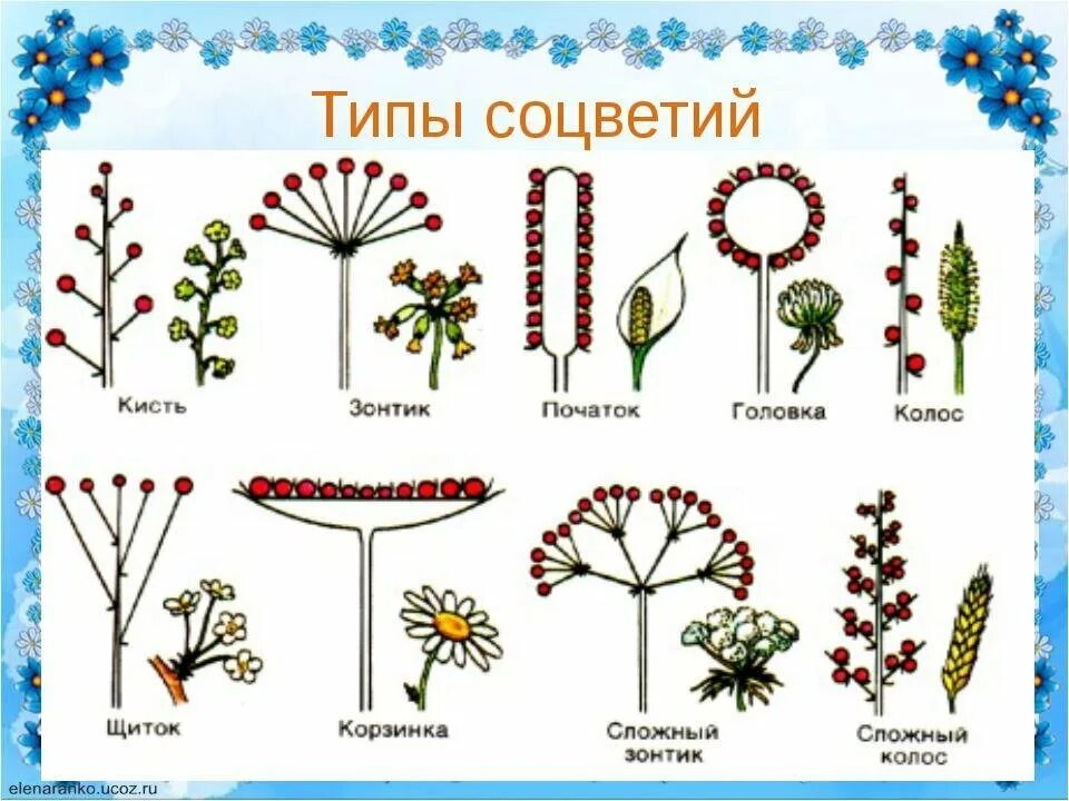 Тест цветок соцветие 6 класс. Соцветия цветков таблица. Соцветие кисть биология 6 класс. Типы соцветий 6 класс биология. Схемы соцветий 6 класс биология.