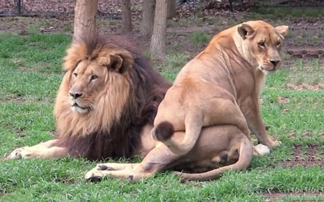 Самые первые львы. Самые первые львы. Львы прайд. Битва львов за прайд самцов. Сенегальский (западноафриканский) лев.