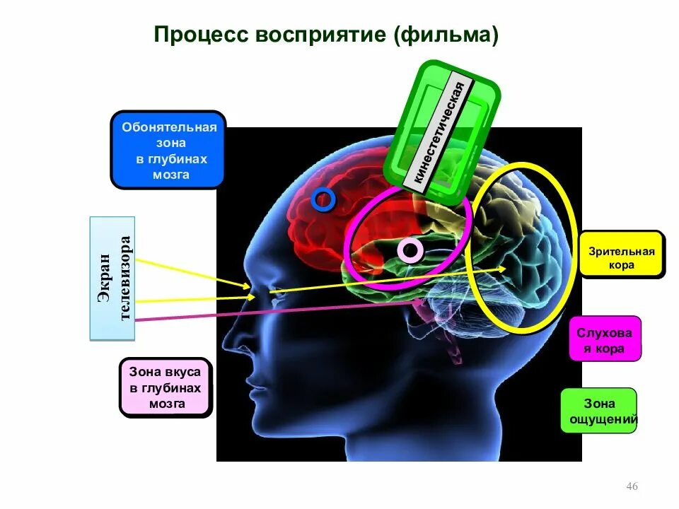 Восприятие. Восприятие человека. Изучение мозга. Восприятие другого человека.