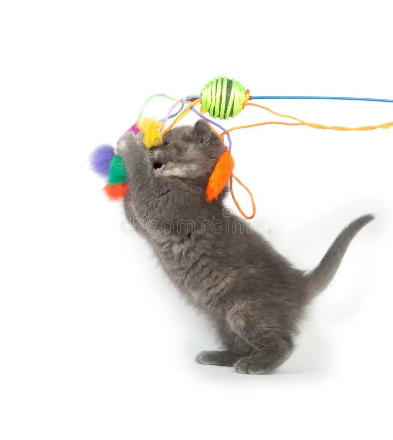 Игра серый кот. Котик играет. Кот играет с бантиком. Серые котики играющиеся с веревкой. Котенок с ленточкой.