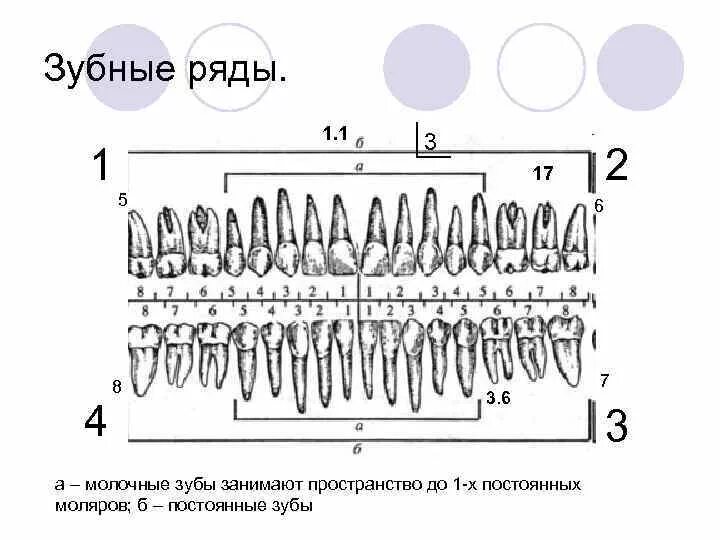 Зуб 1 8