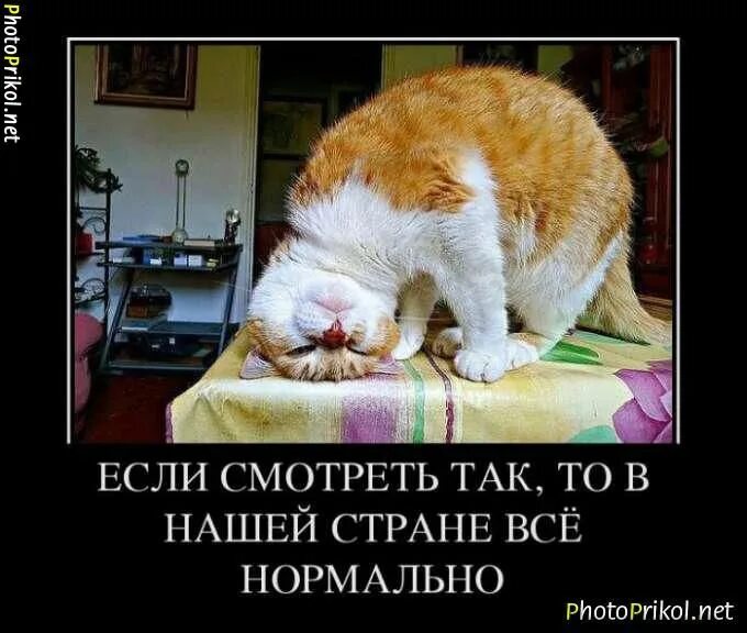 Что такое у меня все нормально. Открытка все нормально. демотиваторы с котами прикольные. всё нормально всё хорошо. все в порядке открытка.