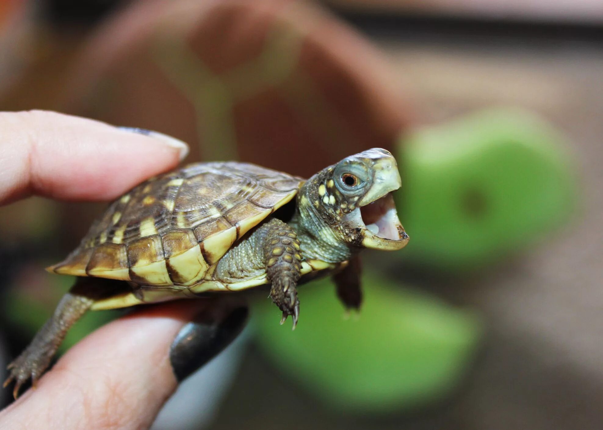 Turtle x. Среднеазиатская красноухая черепаха. Красноухая черепаха сухопутная. Желтоногая черепаха шабути. Красноухая Болотная черепаха.