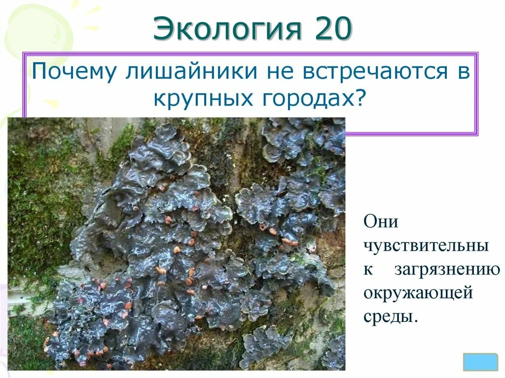 Признаки присущие лишайникам