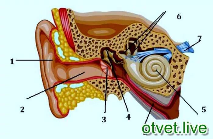 Давление в среднем ухе атмосферное. Орган слуха без надписей. Слуховой анализатор с цифрами. Слуховой анализатор без подписей. Указать структуры уха на рисунке, обозначенные цифрами..