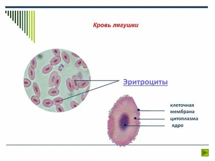 Строение клетки эритроцита лягушки.