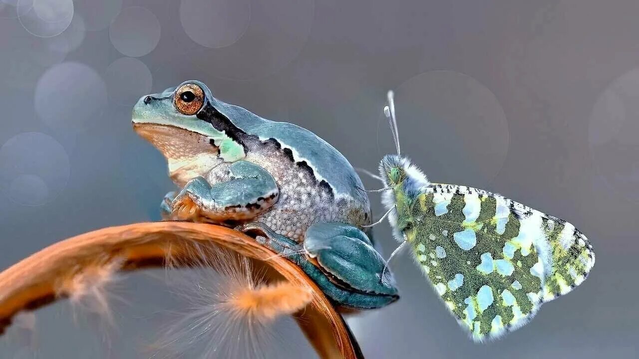 Ястреб бабочка лягушка стрекоза уж