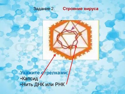 Строение днк и рнк вируса