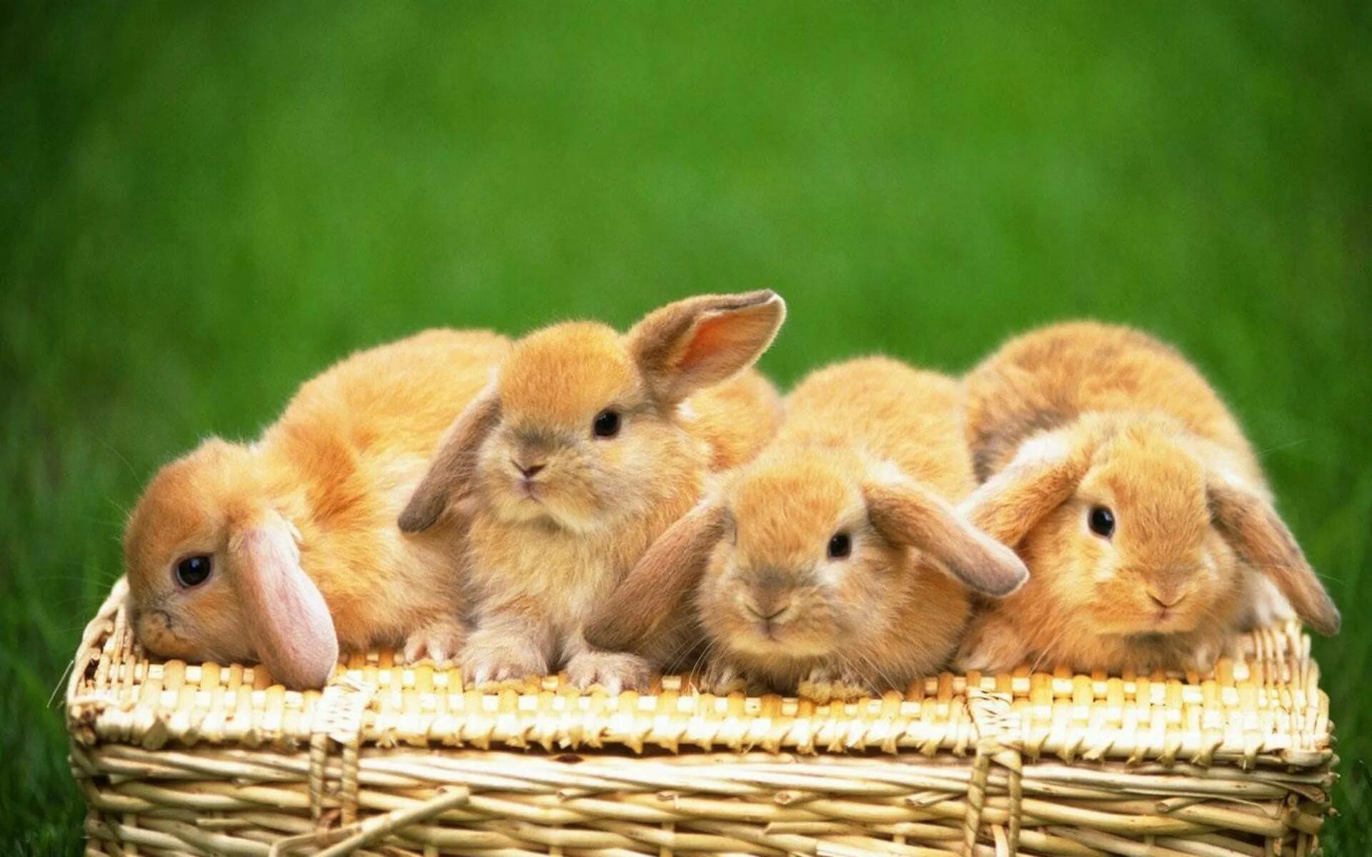 Хиколь кролики. Bunnies very. Bunnies very. Два кролика. Bunnies very.