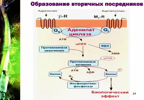 Вторичное образование