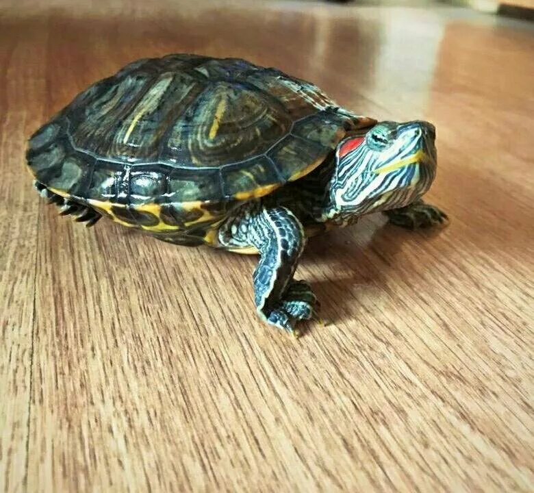 Красноухая черепаха. Красноухая Пресноводная черепаха. Красноухие Черепашки. Красноухая черепаха маленькая. Купить черепаху водную