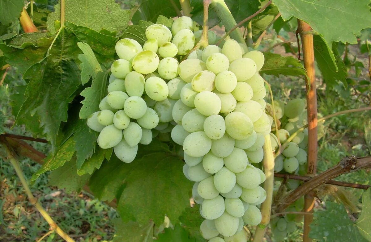 Виноград Ляна - описание и фото сорта
