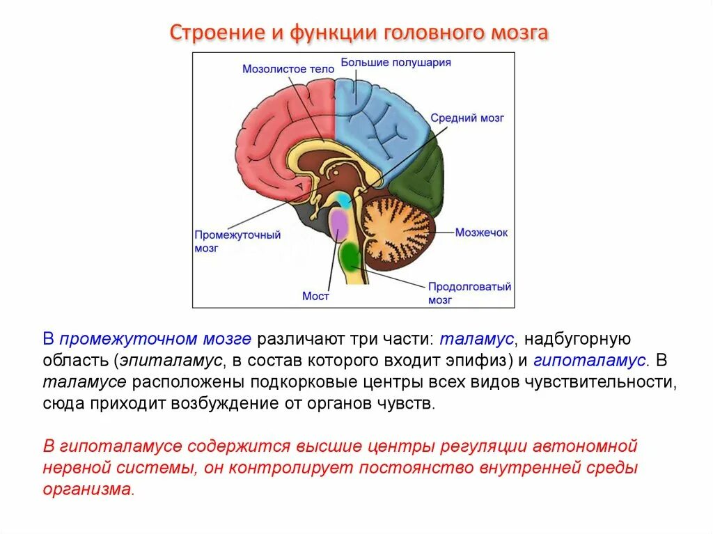мозжечок в головном мозге выполняет функции. мозжечок какие центры находятся. заднего мозга (мозжечка) серое вещество. мозжечок мозг строение и функции. центры регуляции в мозжечке.