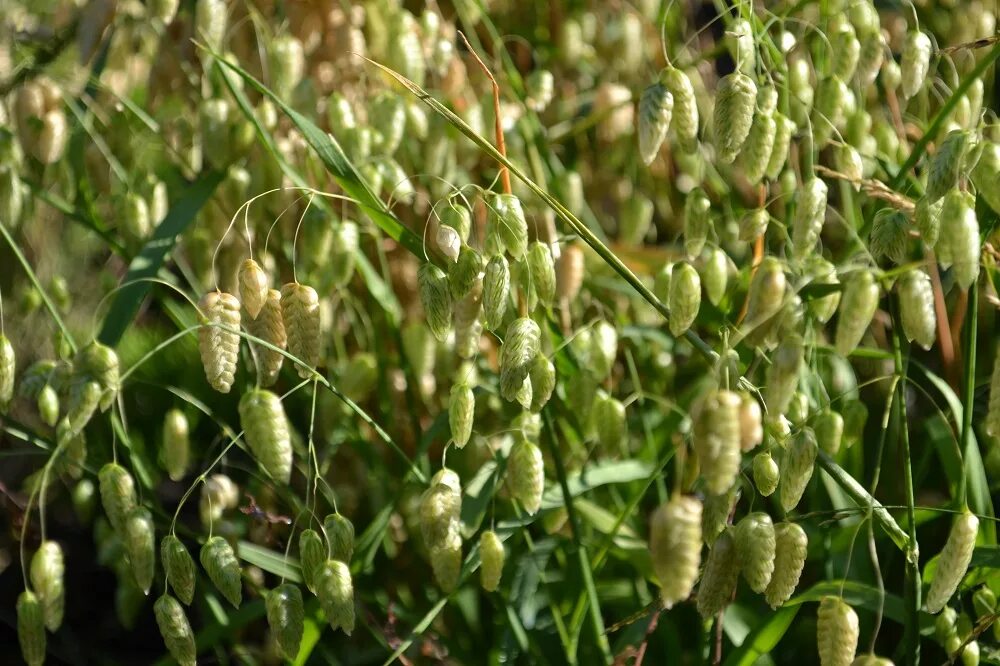 Трясунка злаковая. Бриза трясунка. Трясунка 'briza media'. Бриза трясунка. Трясунка.