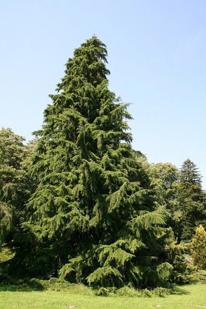 Тсуга западная. Тсуга heterophylla. тсуга пендула. тсуга западная tsuga heterophylla. тсуга канадская хвойные.
