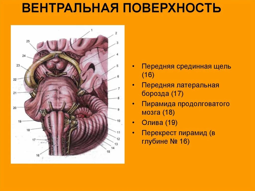 Вентральная поверхность продолговатого мозга. Задняя срединная борозда продолговатого мозга. Вентральная поверхность продолговатого мозга анатомия. Промежуточный мозг вентральная поверхность. Вентральная поверхность ствола головного мозга.