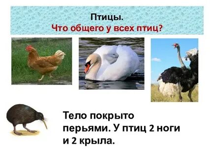 Животные имеющие 2 ноги