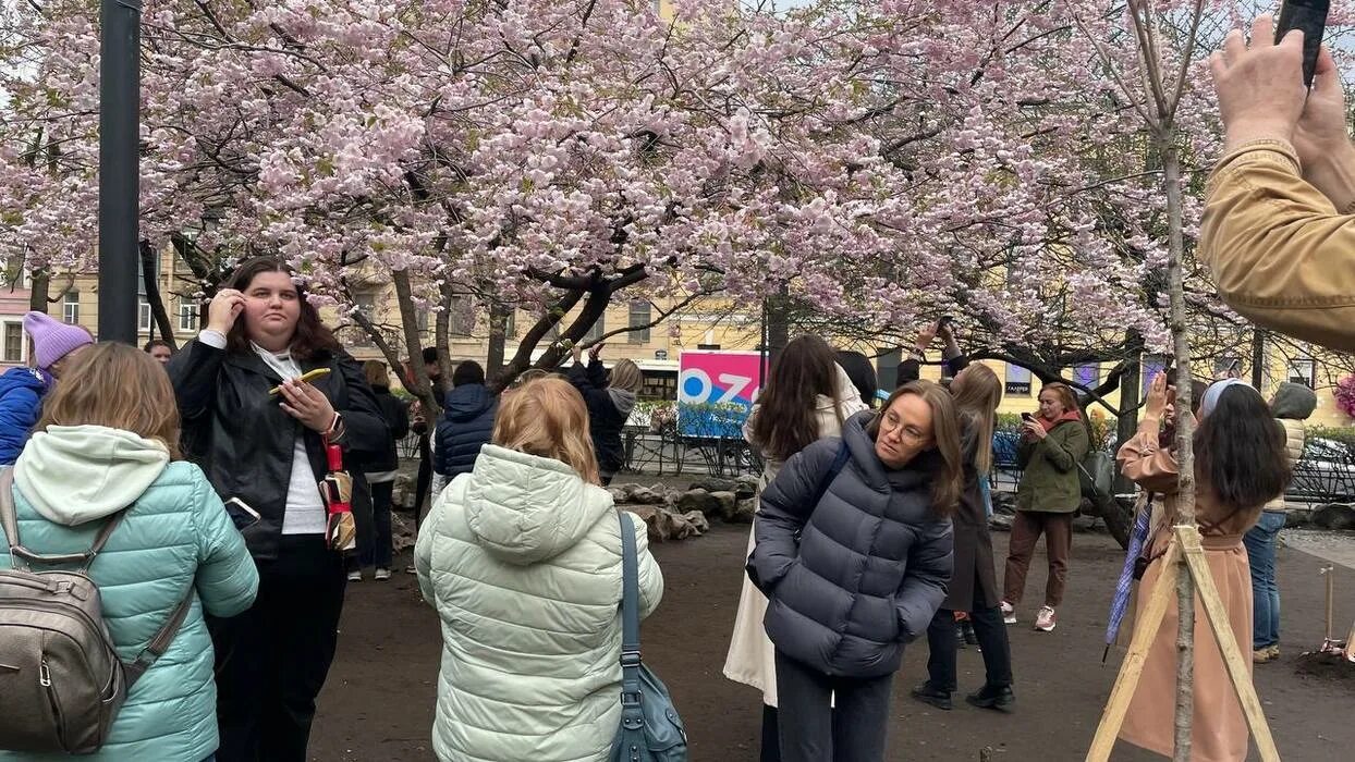Сад дружбы на литейном. Сад дружбы спб сакура. сад василеостровец сакура. япония сакура. сад сакуры в японии.