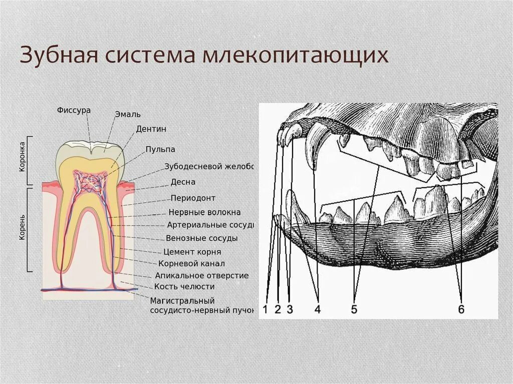 Зубная система низших млекопитающих. Внешнее строение зубов у млекопитающих. Класс млекопитающие строение зубов. Зубная система млекопитающих анатомия. Клыки используются для у млекопитающих