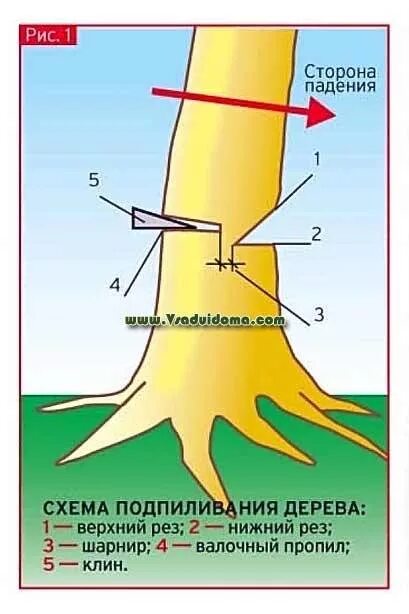 Направить в нужном направлении. Схема Валки деревьев. Валка деревьев в нужном направлении. Правильный подпил дерева. Как правильно спилить дерево.