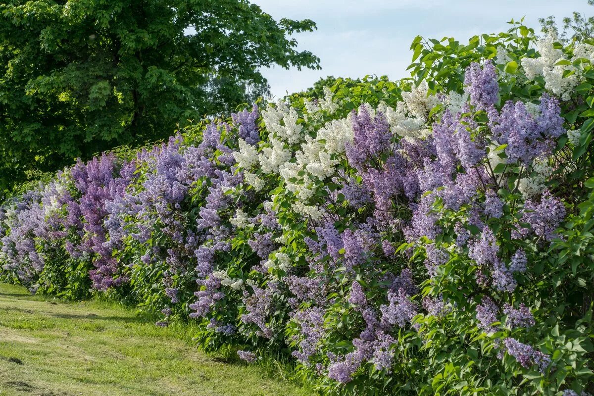 Сирень венгерская Живая изгородь. Сирень Мейера изгородь. Сирень Палибин Живая изгородь. Сирень Мейера Живая изгородь. Клен сирень