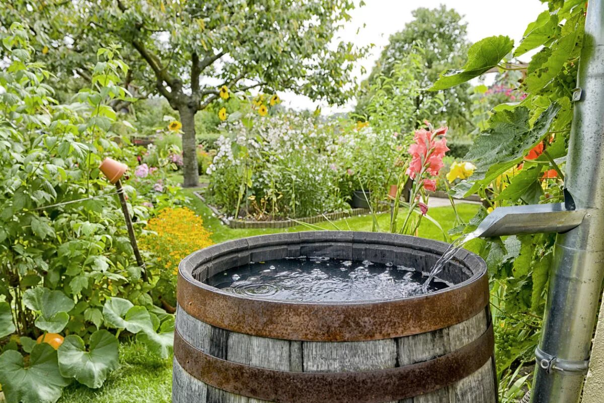 Бочка для воды для полива огорода. Деревянная бочка в саду. Бочка для воды в саду. Емкость для сбора дождевой воды. Огород в бочках.