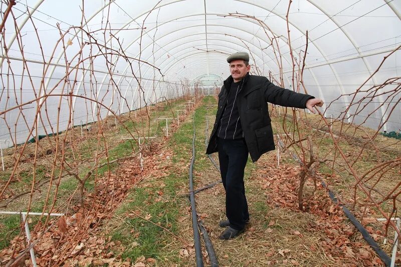 Питомники крыма купить. Крым Нижнегорский питомник роз. Тепличный виноград. Тепличный виноград в Крыму. Виноград в теплице.